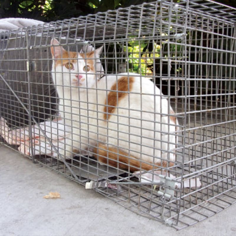 Photo of TNR-01 #image