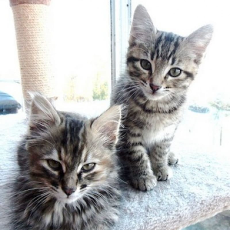 Photo of Socks #image