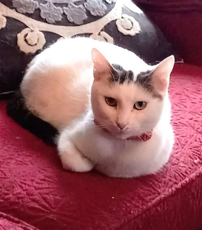 Photo of KITTY MOMA LILY #image