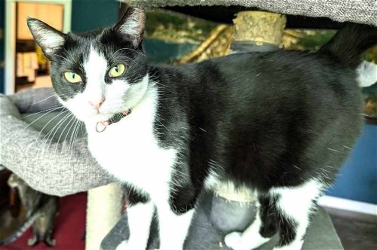 Photo of KITTY MY MY MY DELILAH #image