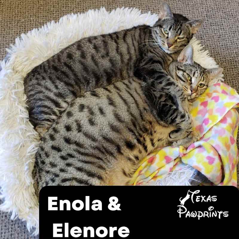 Photo of Bonded Enola & Elenore #image