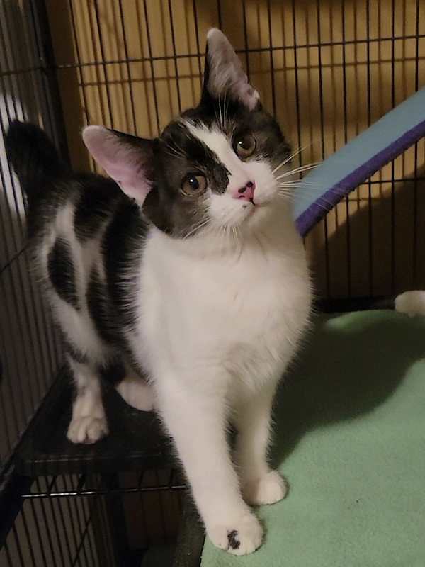 Photo of Inky (AKA Boone) #image