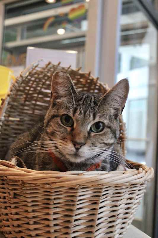 Photo of Penny #image