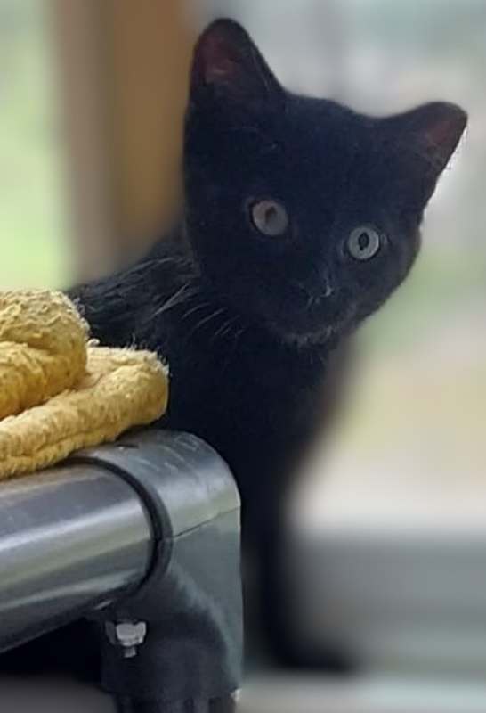 Photo of Fozzie #image