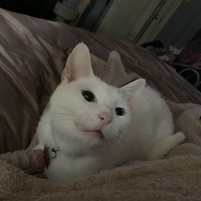 Photo of Whiskey #image