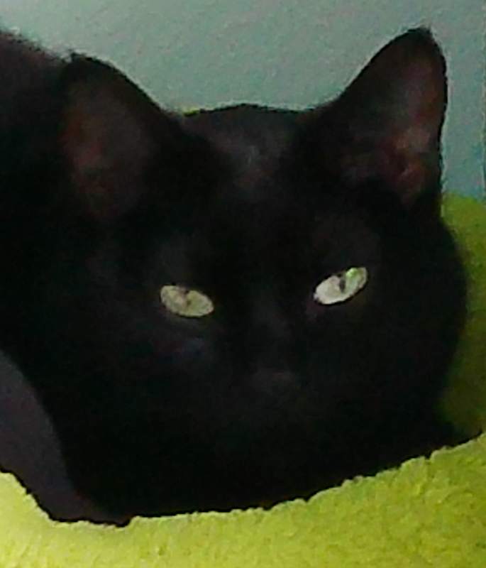 Photo of Onyx #image