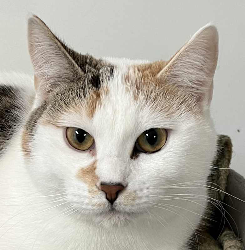 Photo of Darcy #image