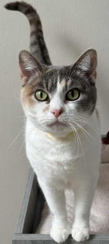 Photo of Peanut #image