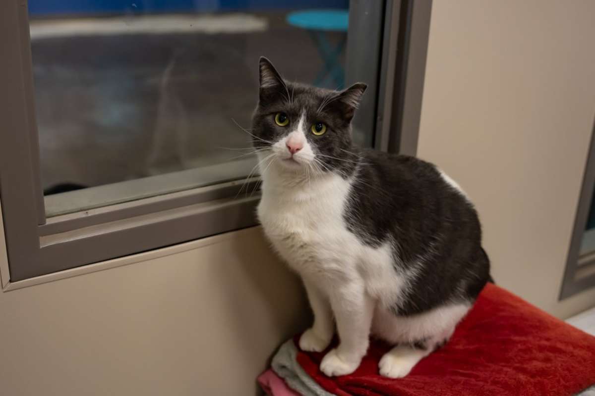 Photo of Sprinkles #image