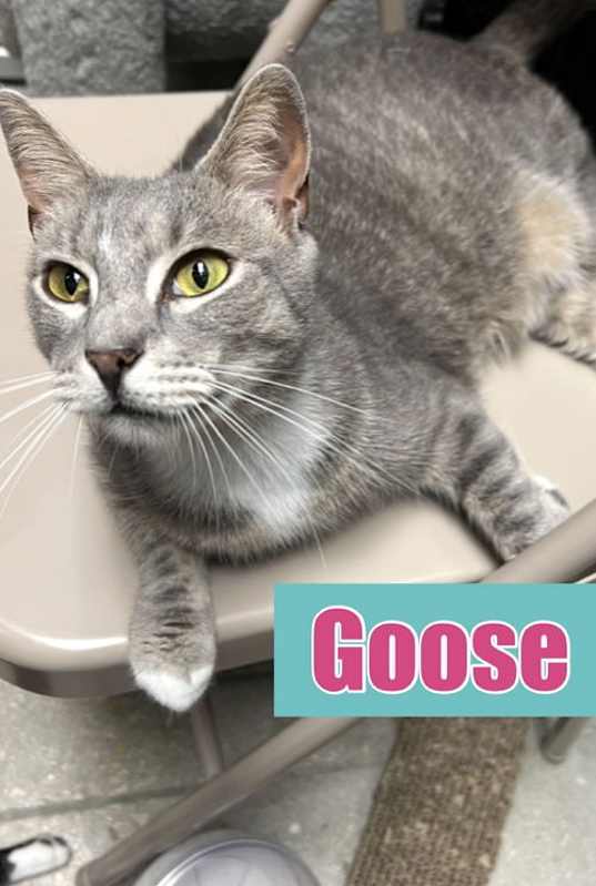 Photo of Goose #image
