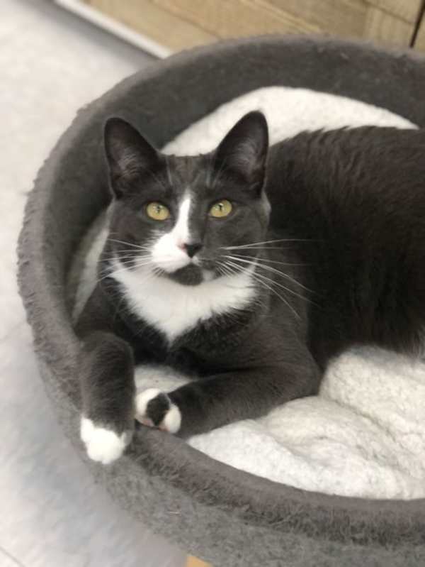 Photo of Dove #image