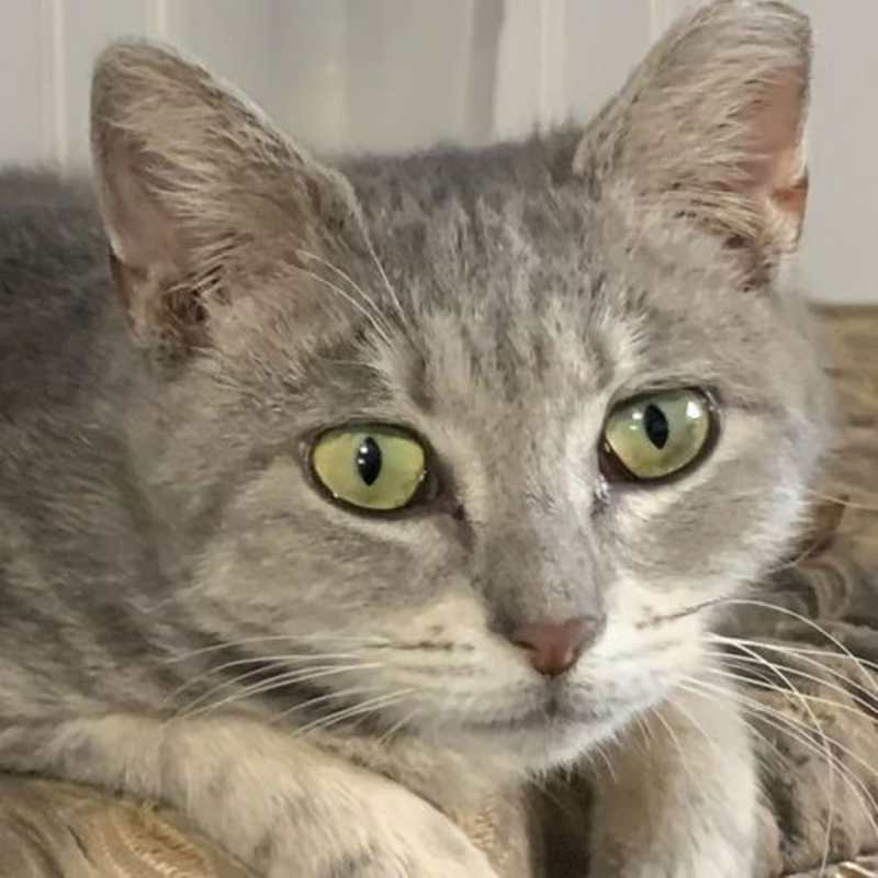 Photo of Peanut #image