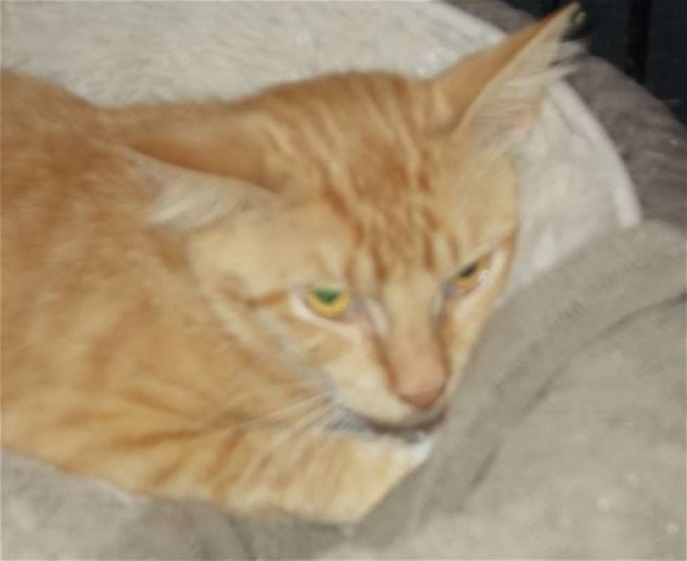 Photo of Mango #image