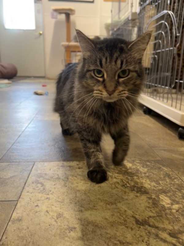 Photo of Muffin #image