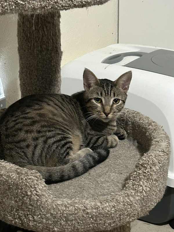 Photo of Zeebee #image