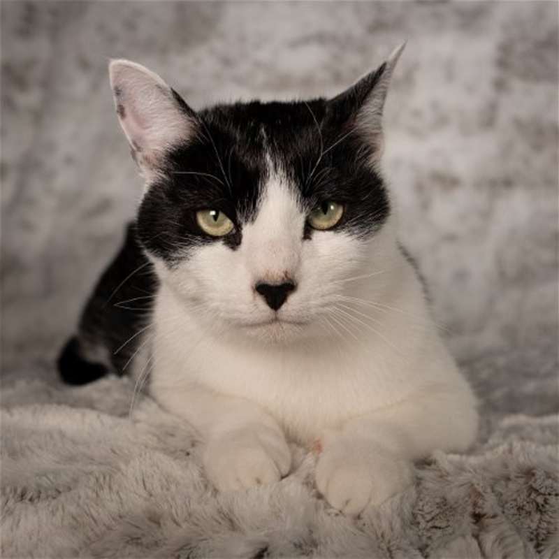 Photo of Merlotte - Andrea foster #image