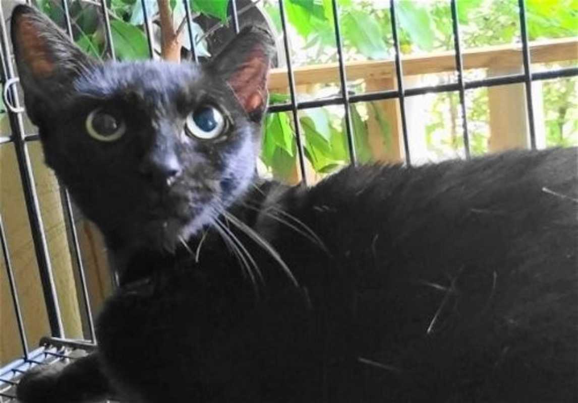 Photo of A-Mitzy Barn Cat #image