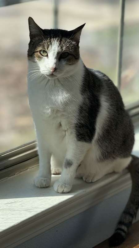 Photo of Leroy - A FIV Lovebug #image