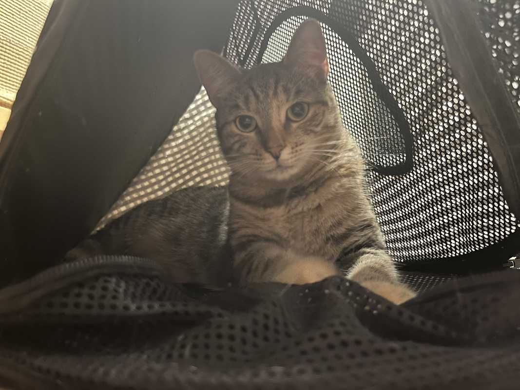Photo of Thumper #image
