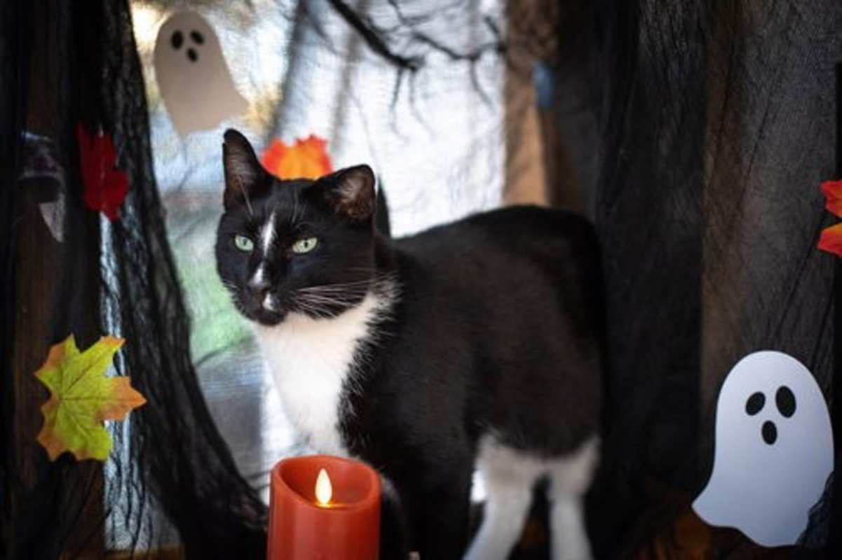Photo of WONKY #image