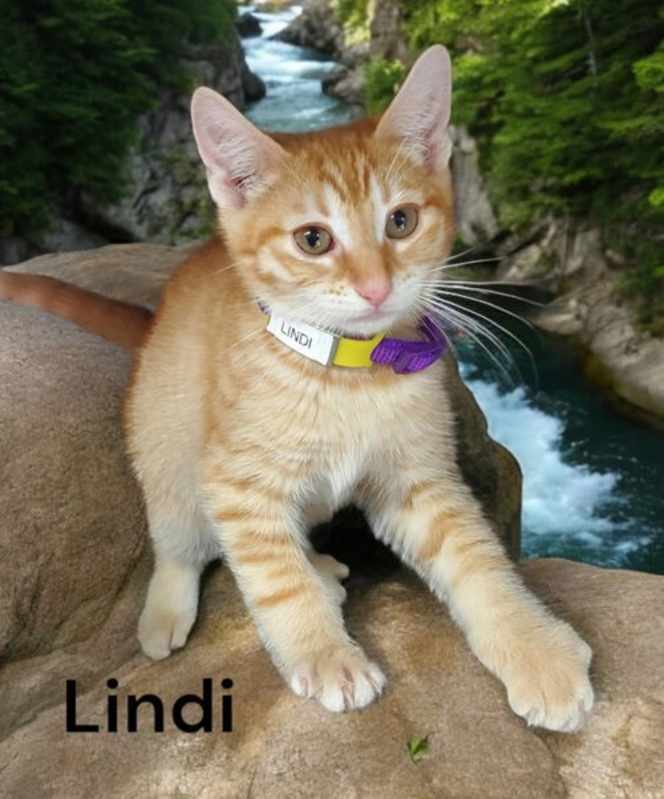 Photo of Lindi #image