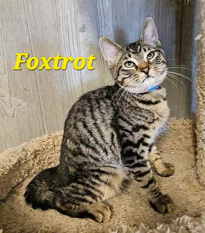 Photo of Foxtrot #image