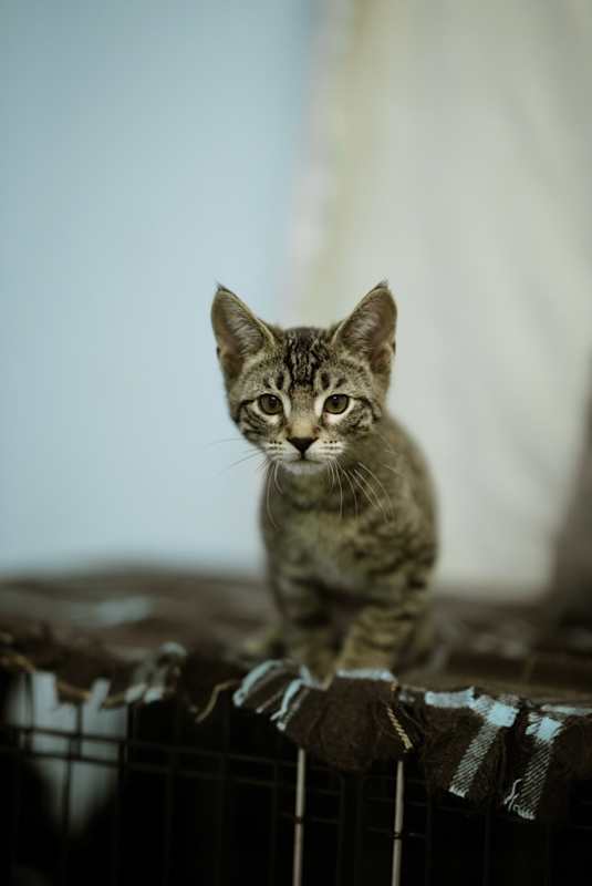 Photo of Azriel #image