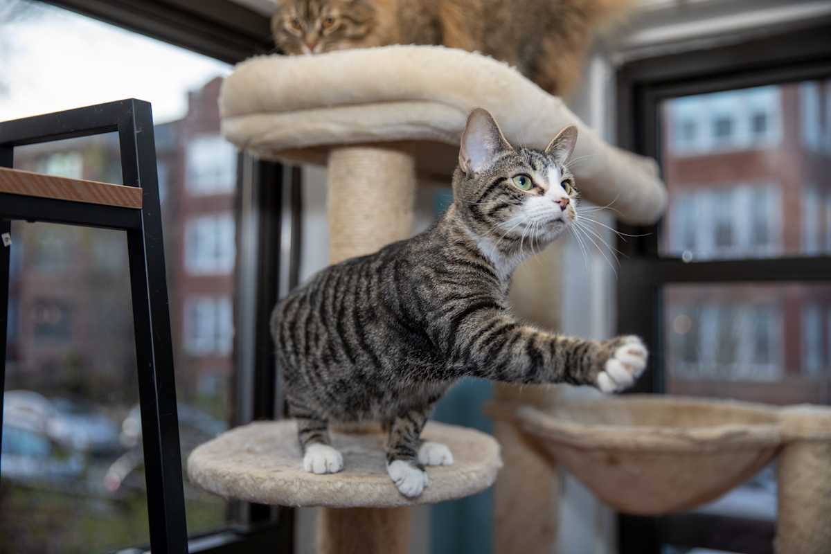 Photo of Emerald #image