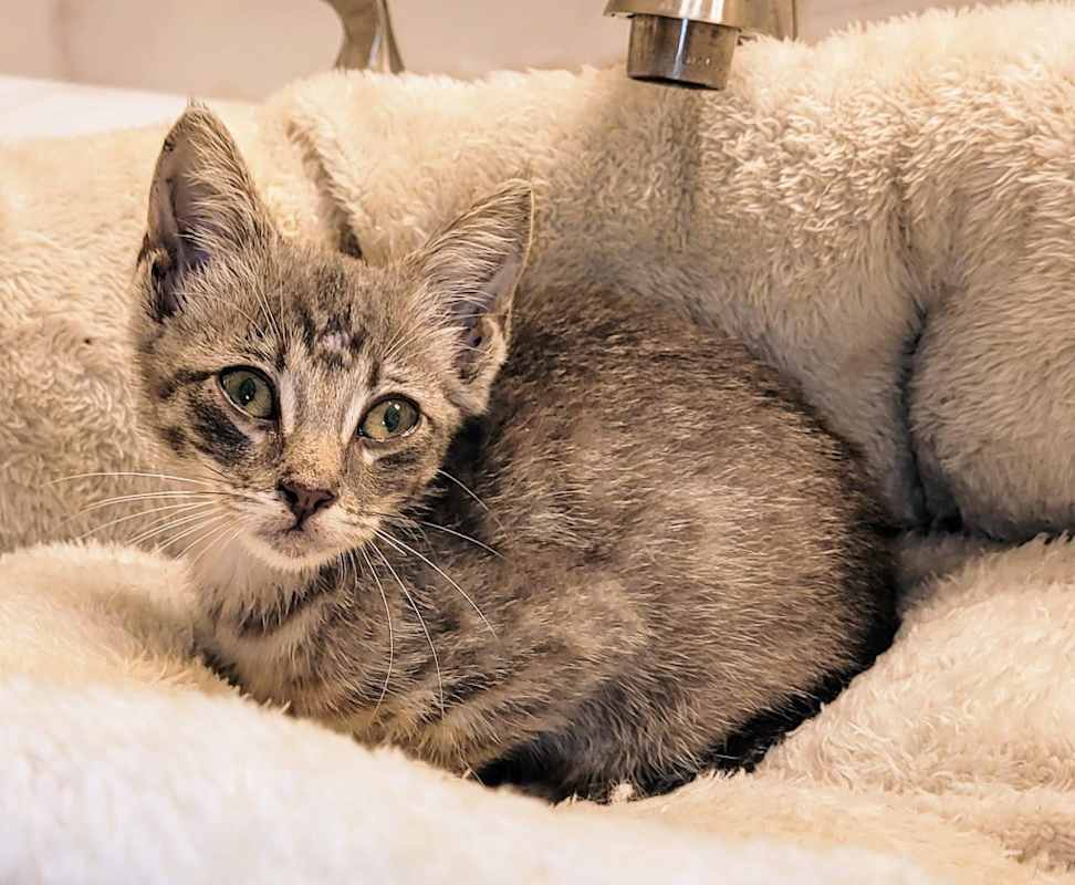 Photo of Petunia #image