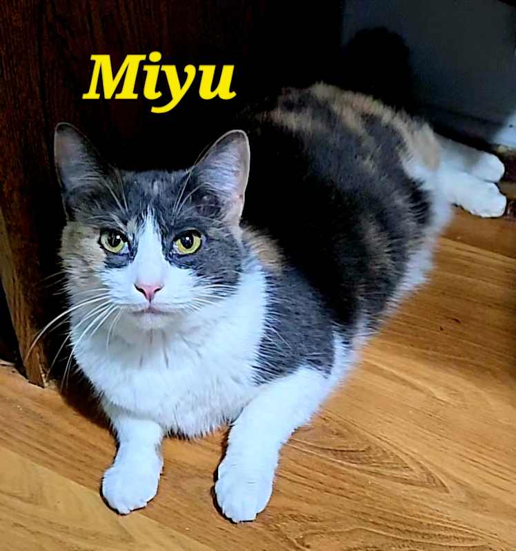 Photo of Miyu #image