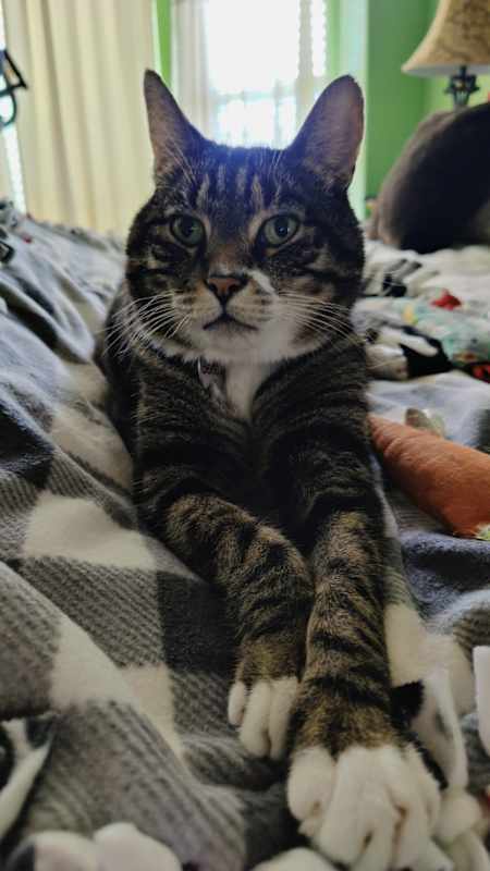 Photo of Bentley #image