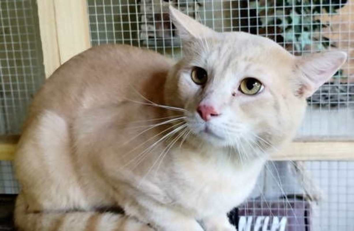 Photo of A-Peaches - Barn Cat #image