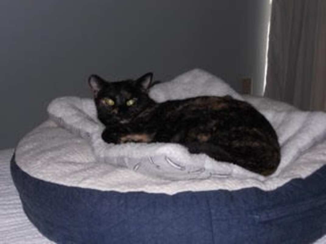 Photo of Tika (Courtesy Post) #image