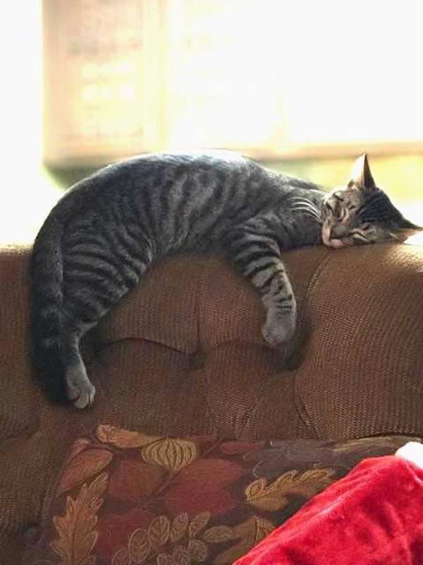 Photo of Max #image
