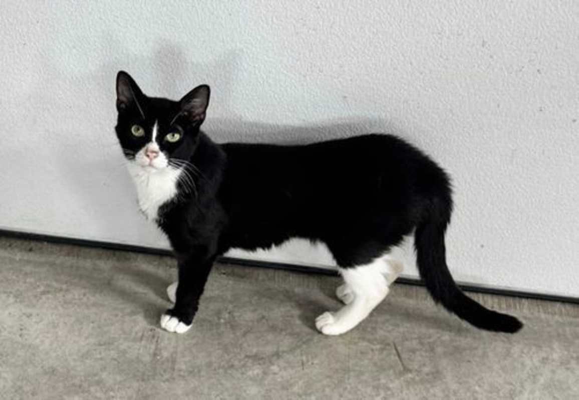 Photo of Raven (Kitty) #image