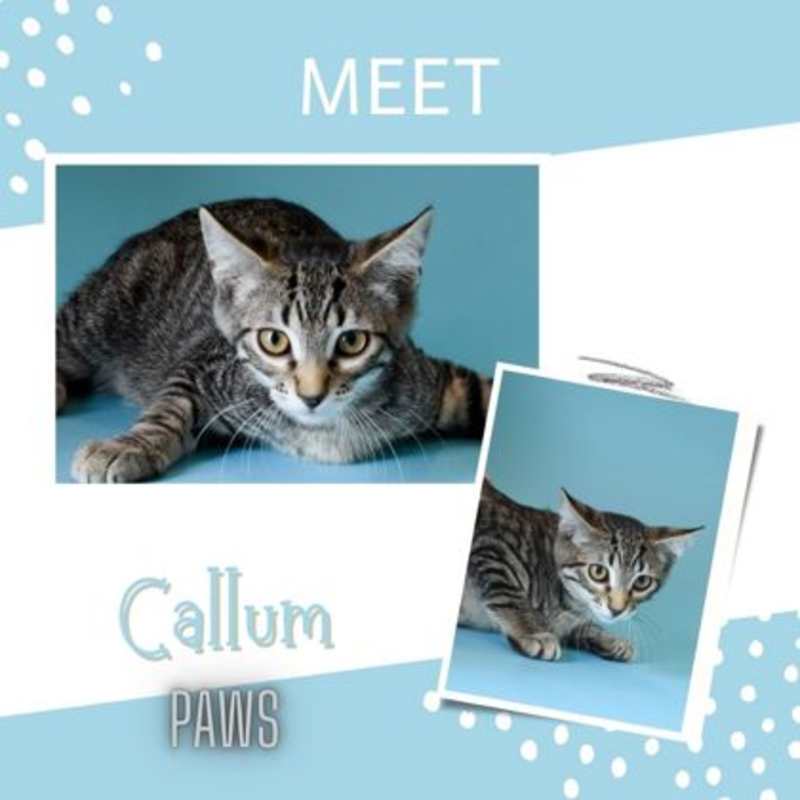 Photo of Callum #image