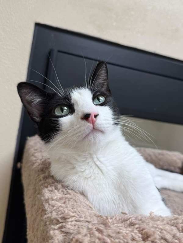 Photo of Cecil Valentine #image