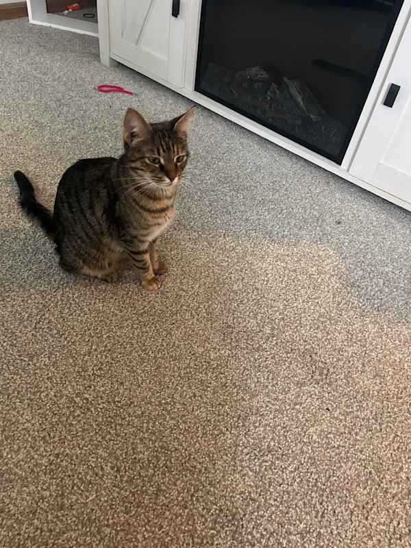 Photo of Lulu (mom of Colleen's kittens) #image
