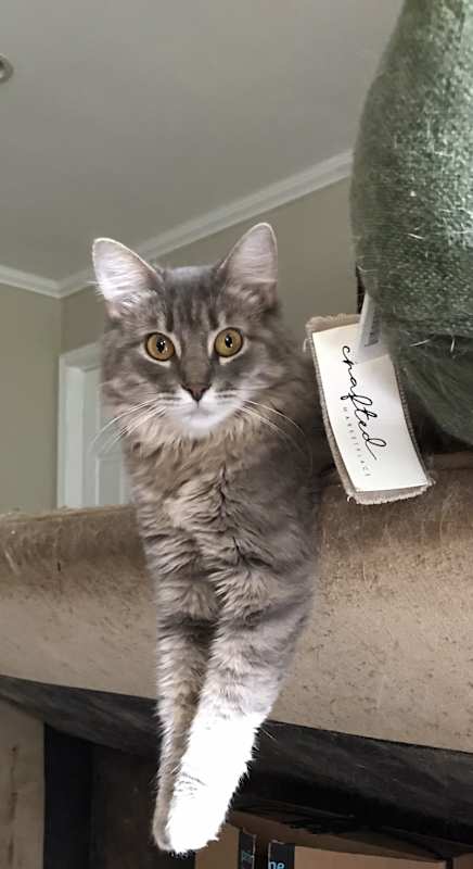 Photo of Kiki #image