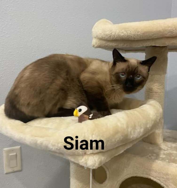 Photo of SIAM #image