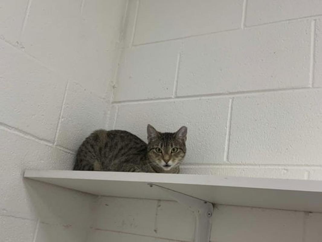 Photo of Scooter #image