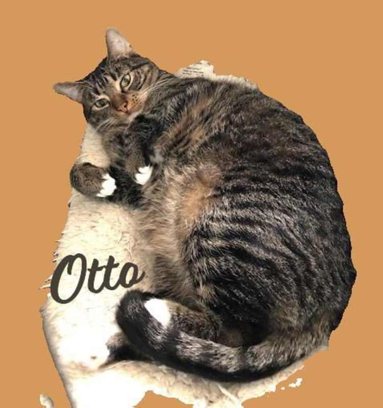 Photo of Otto #mitted-tabby #image