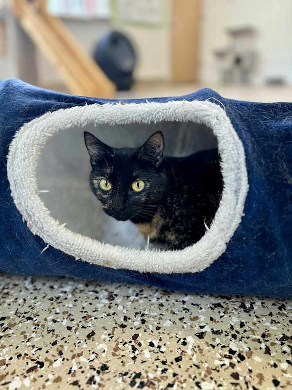 Photo of Gidget #image