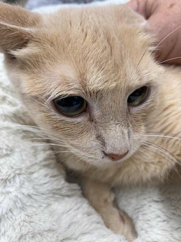 Photo of Gingersnap #image
