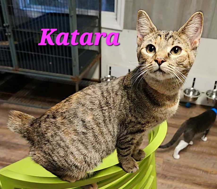 Photo of Katara #image