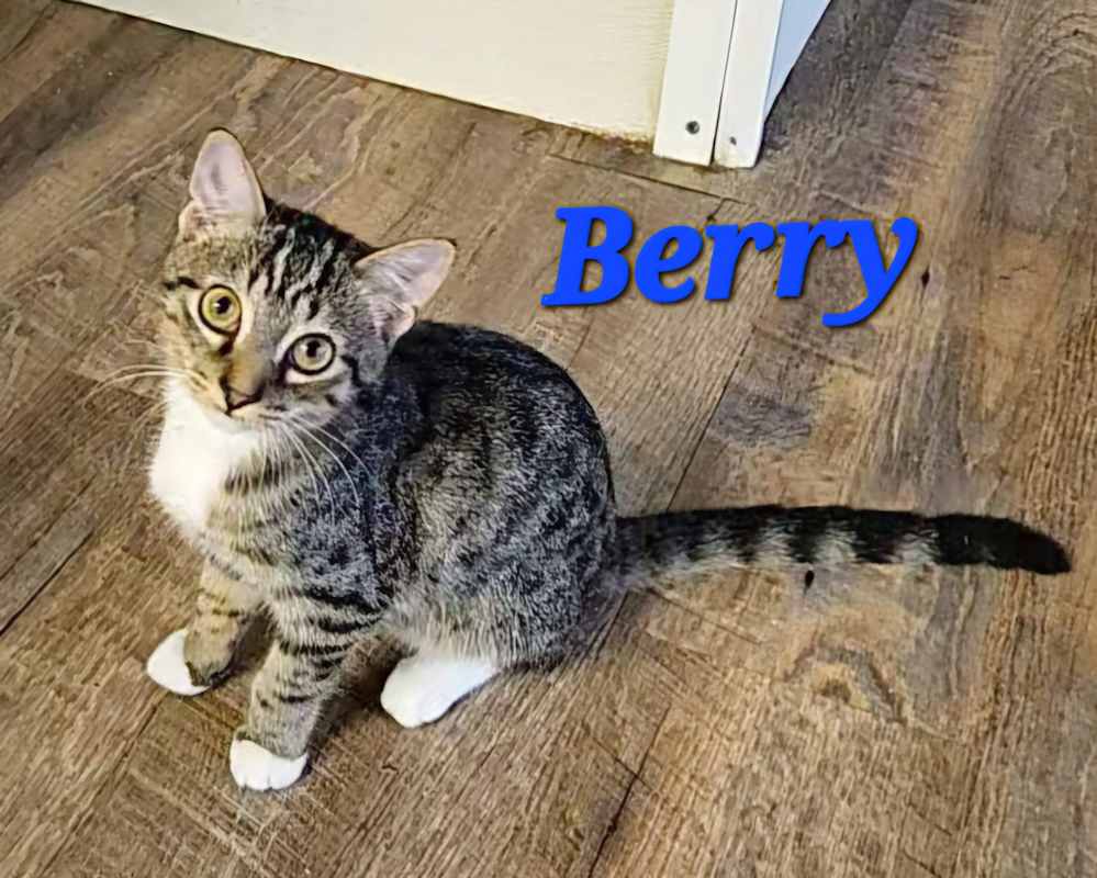 Photo of Berry #image