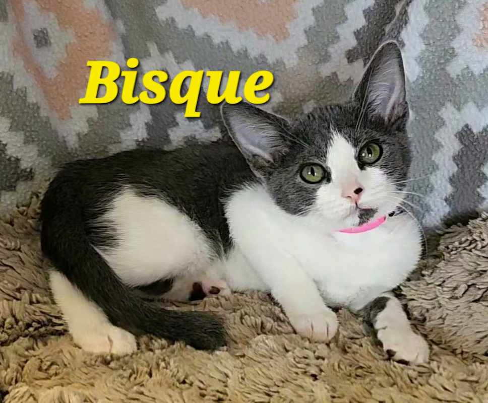 Photo of Bisque #image