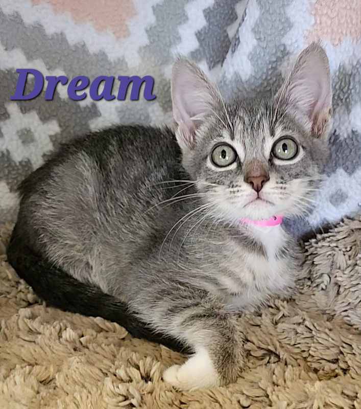 Photo of Dream #image