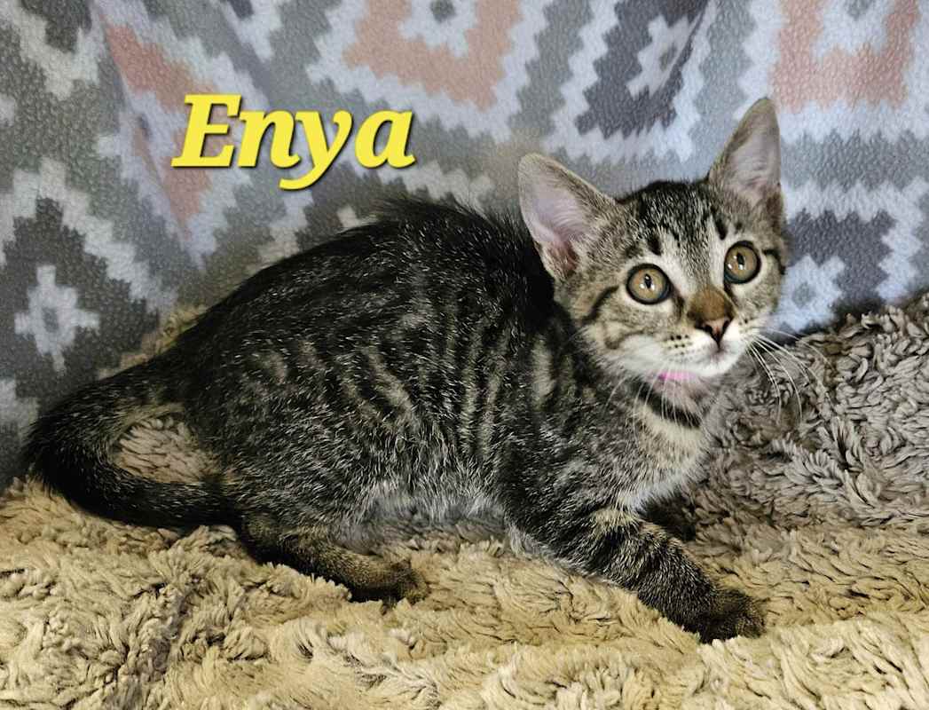 Photo of Enya #image