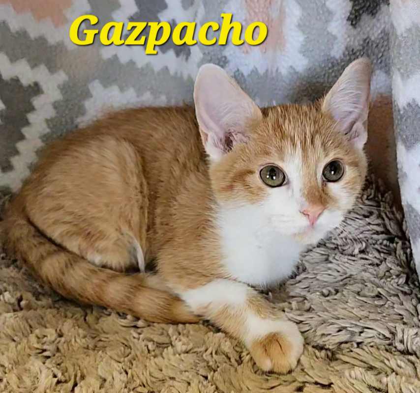 Photo of Gazpacho #image